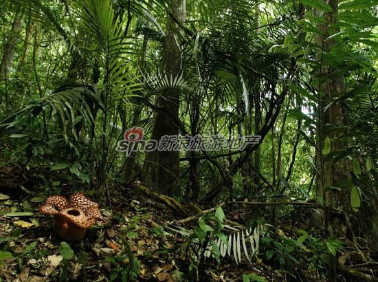 西双版纳热带雨林中榕树动物群落结构与多样性研究